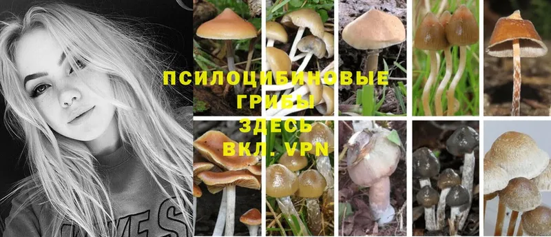 Галлюциногенные грибы MAGIC MUSHROOMS  где купить наркоту  Бабаево 